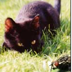 Cat Pouncing